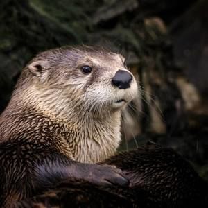 Meet your Posher, Paul